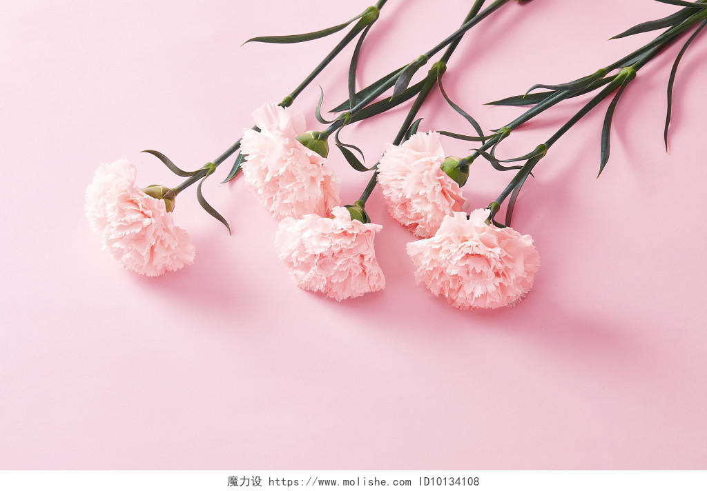 鲜花花朵纯色粉色背景上的多束康乃馨花朵场景教师节母亲节配图创意图